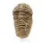 Trilobite bruta de Marrocos