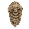 Trilobite fóssil bruto - 0