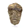 Trilobita bruta - 0