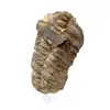 Trilobita bruta - 1