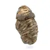 Trilobita bruta - 2