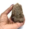 Trilobita bruta - 3