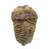 Trilobite fóssil de Marrocos - 0