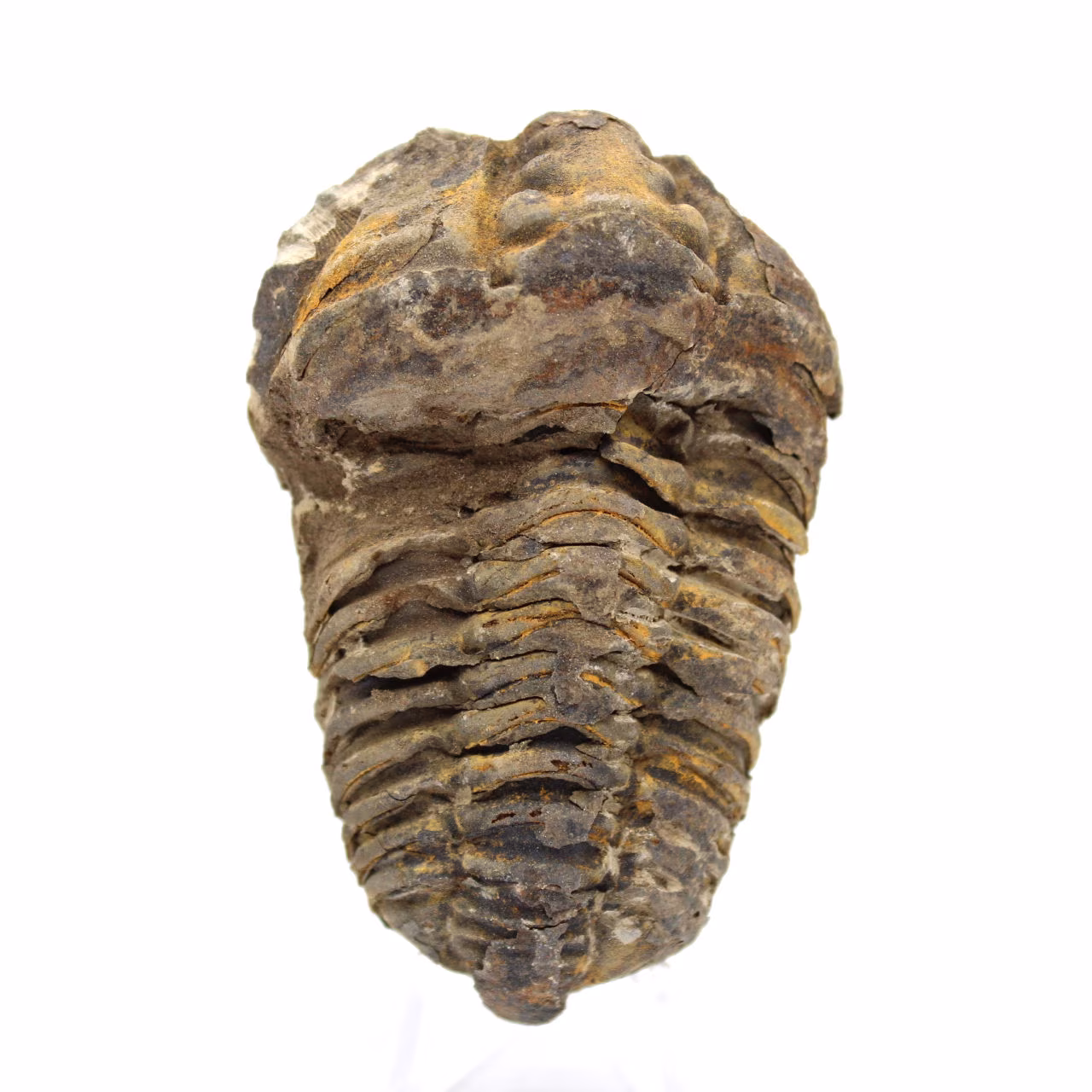 Trilobite fóssil de Marrocos