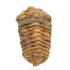 Fóssil de trilobite - 0