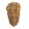 Trilobite fóssil - 0