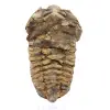 Trilobite de Marrocos - 0