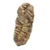Trilobite de Marrocos - 1