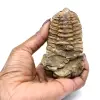Trilobite de Marrocos - 3