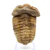 Trilobita - 0
