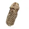 Trilobite fóssil bruto - 1