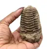 Trilobite fóssil bruto - 3