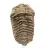 Trilobite fóssil bruto
