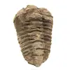 Trilobita bruta - 0