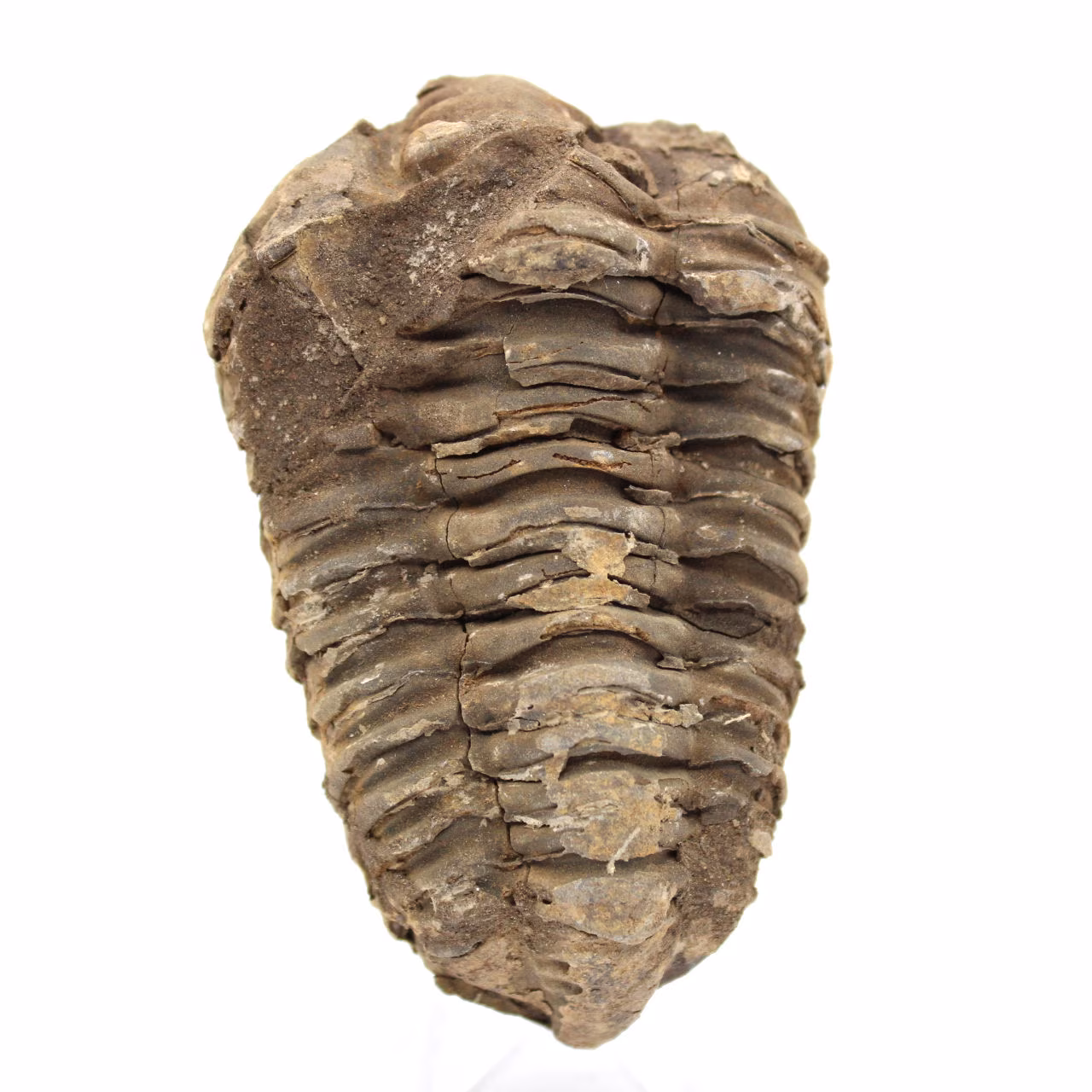 Trilobita bruta