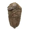 Fóssil de trilobite Marrocos - 0