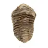 Fóssil de trilobite de Marrocos - 0
