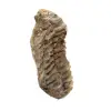 Fóssil de trilobite de Marrocos - 1