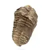 Fóssil de trilobite de Marrocos - 2
