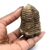 Fóssil de trilobite de Marrocos - 3