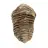 Fóssil de trilobite de Marrocos