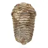 Trilobite fóssil de Marrocos - 0