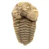 Fóssil de trilobite - 0