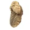 Fóssil de trilobite - 1