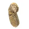 Fóssil de trilobite - 2