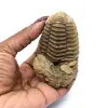 Fóssil de trilobite - 3