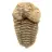 Fóssil de trilobite