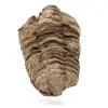 Trilobite fóssil - 0