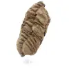 Trilobite fóssil - 1