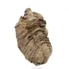 Trilobite fóssil - 2