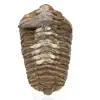 Trilobite de Marrocos - 0