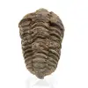 Trilobite de Marrocos - 0
