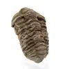 Trilobite de Marrocos - 2