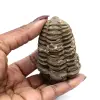 Trilobite de Marrocos - 3