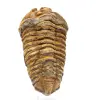 Trilobita - 0