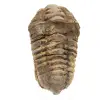 Trilobite bruta de Marrocos - 0