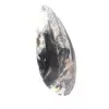 Ortoceras - 2