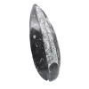 Fóssil de Orthoceras Polido - 3