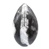 Orthoceras polido - 1