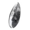 Orthoceras polido - 2