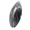 Fóssil de Orthoceras Marrocos - 2