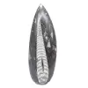 Fóssil de Orthoceras de Marrocos - 1