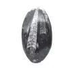 Fóssil de Orthoceras - 1