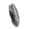 Fóssil de Orthoceras - 3