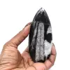 Fóssil de Orthoceras de Marrocos - 5