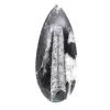 Fóssil de Orthoceras - 1